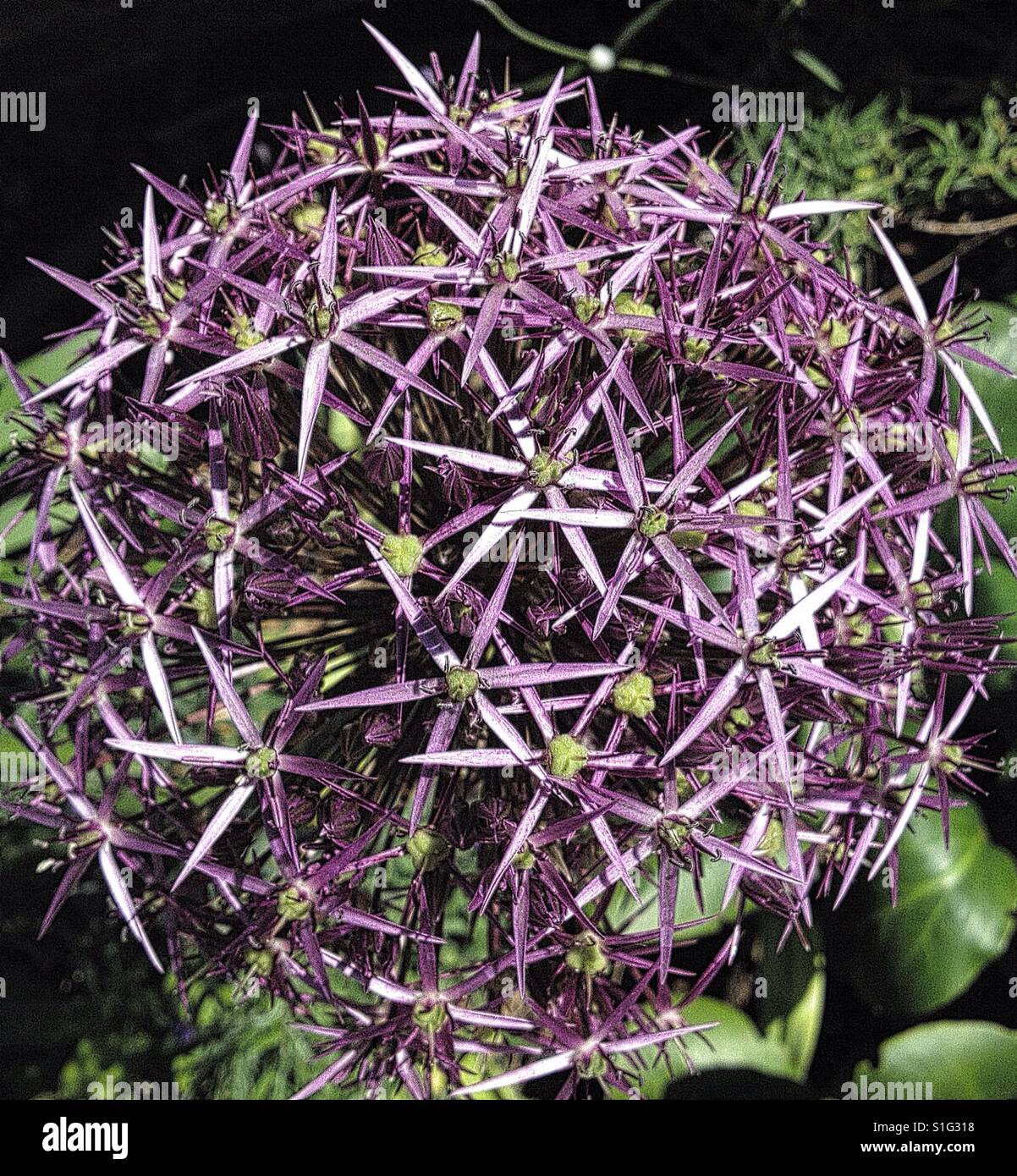 Allium ornamentali fiore Foto Stock
