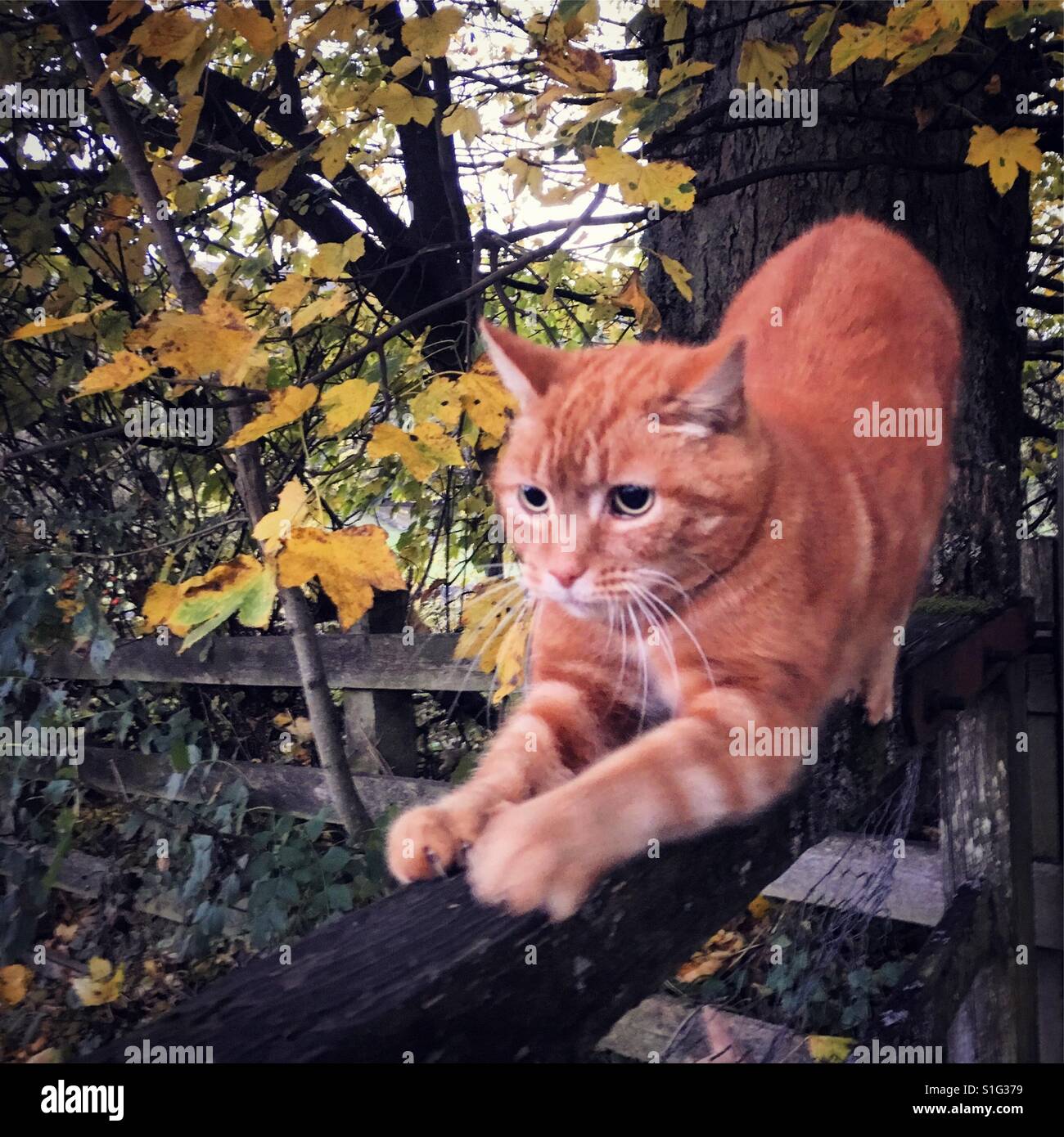 Lo zenzero gatto artigli di affilatura sulla recinzione Foto Stock