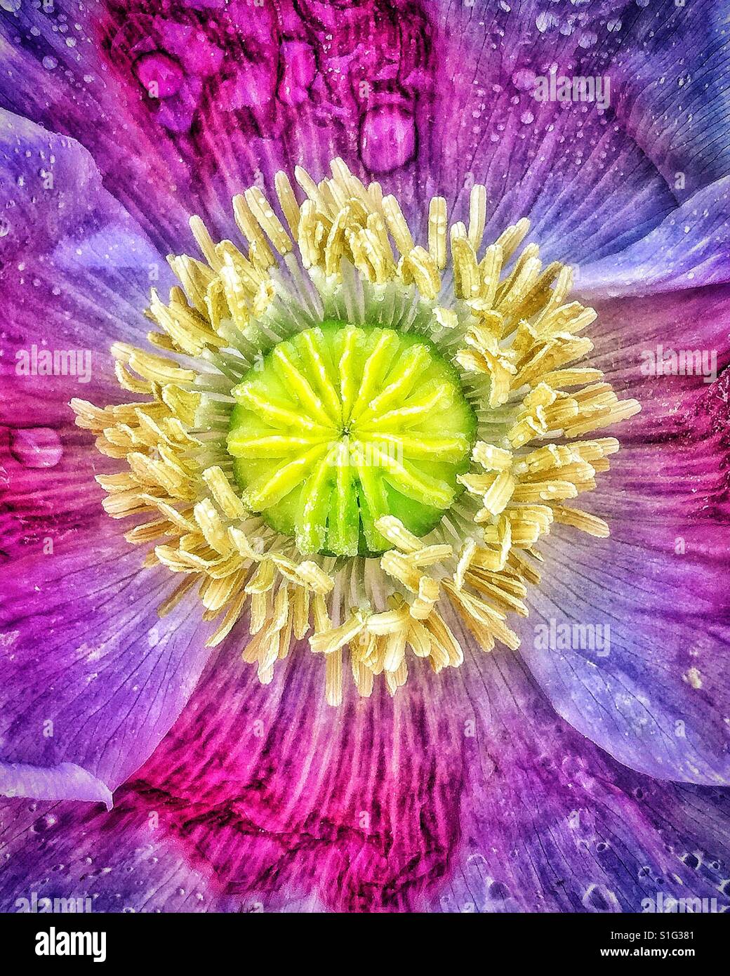 Papavero colorati. - Immagine stock catturata con smartphone