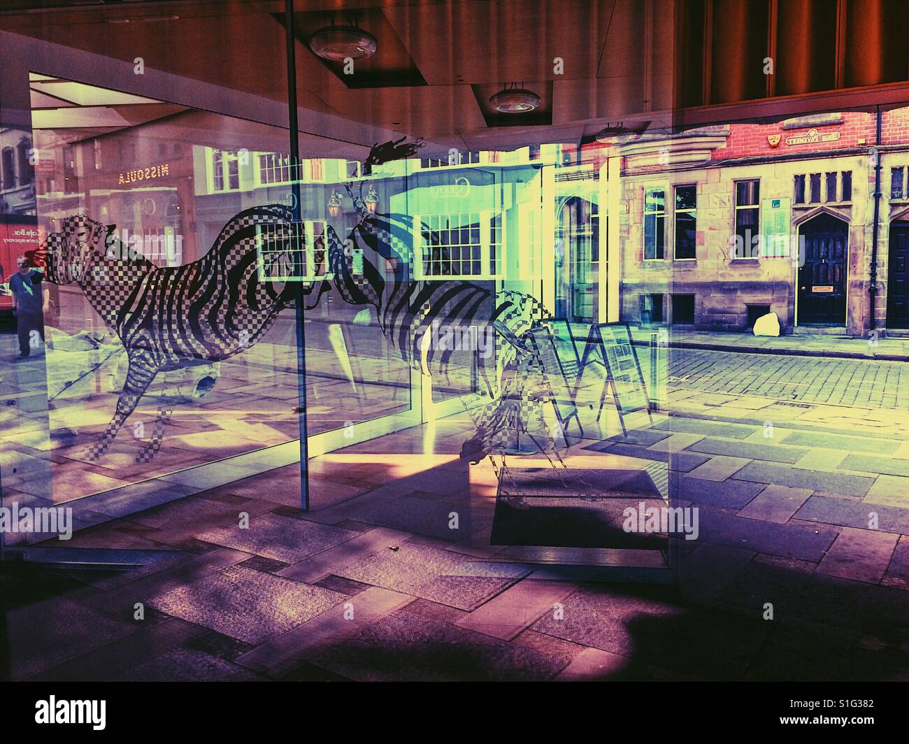 Zebra riflessione, galleria d'arte contemporanea, Nottingham, Nottinghamshire, East Midlands, Inghilterra - Immagine stock catturata con smartphone