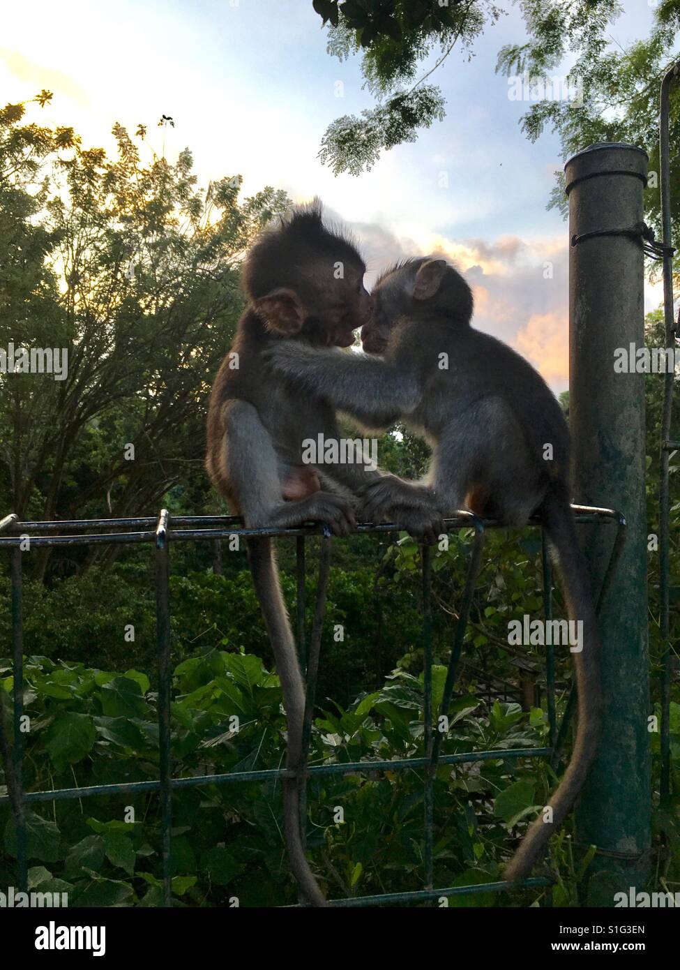 Due simpatici baby scimmie giocare insieme. Foto Stock