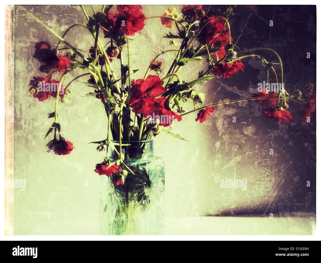 Morendo fiori in vaso Foto Stock