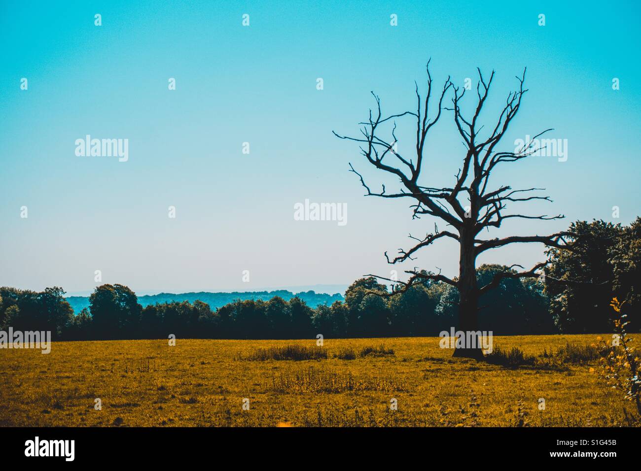 Lone Tree vicino a bagno su national trust skyline a piedi Foto Stock