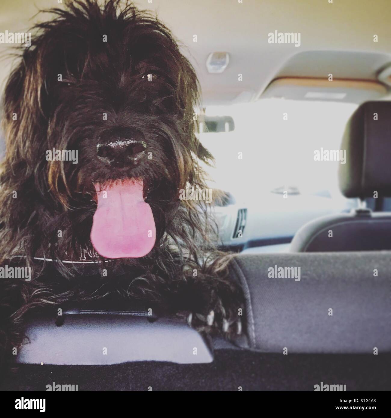 Il cane si sente caldo in estate - Immagine stock catturata con smartphone