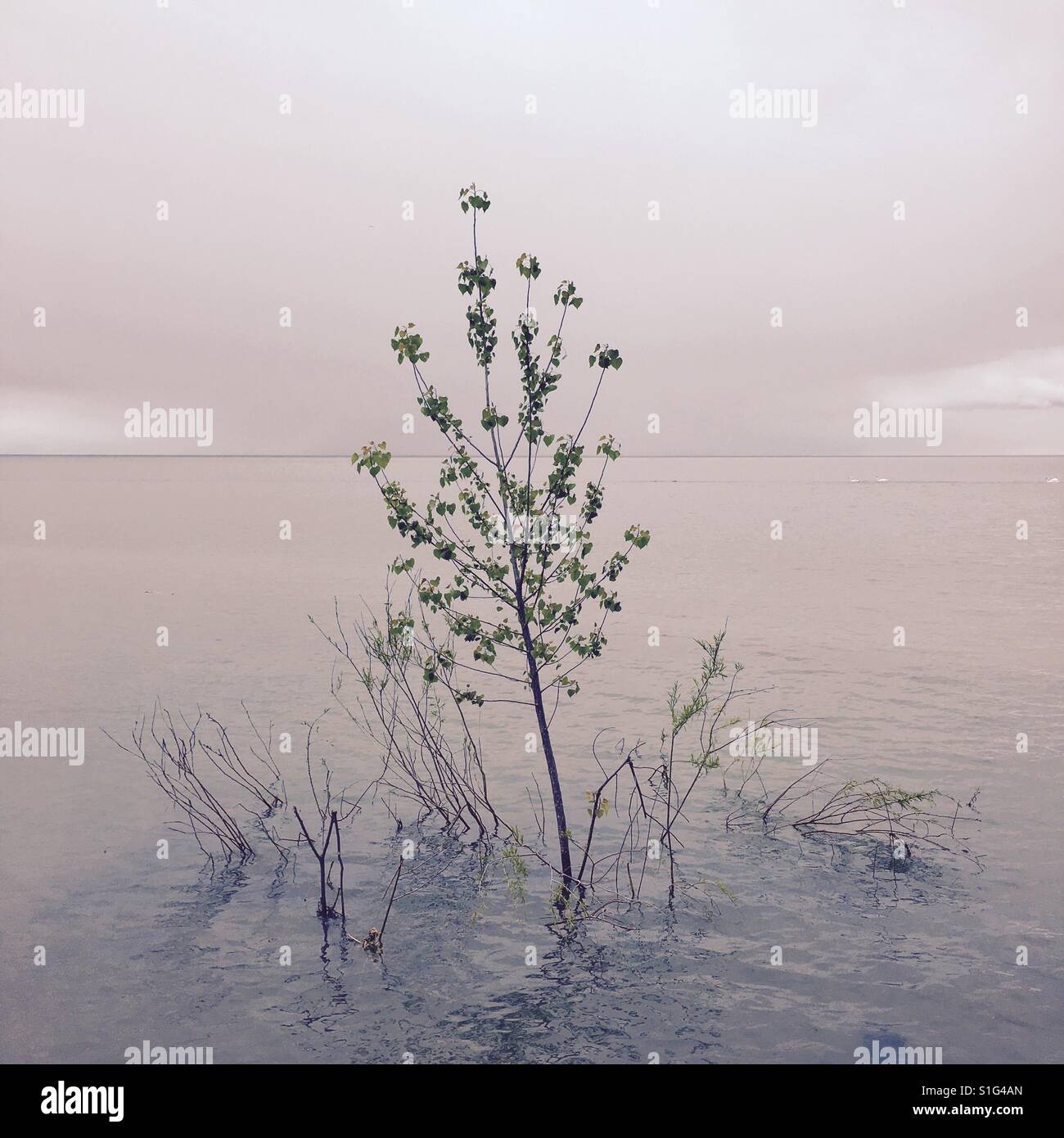 Albero sommerso - Immagine stock catturata con smartphone