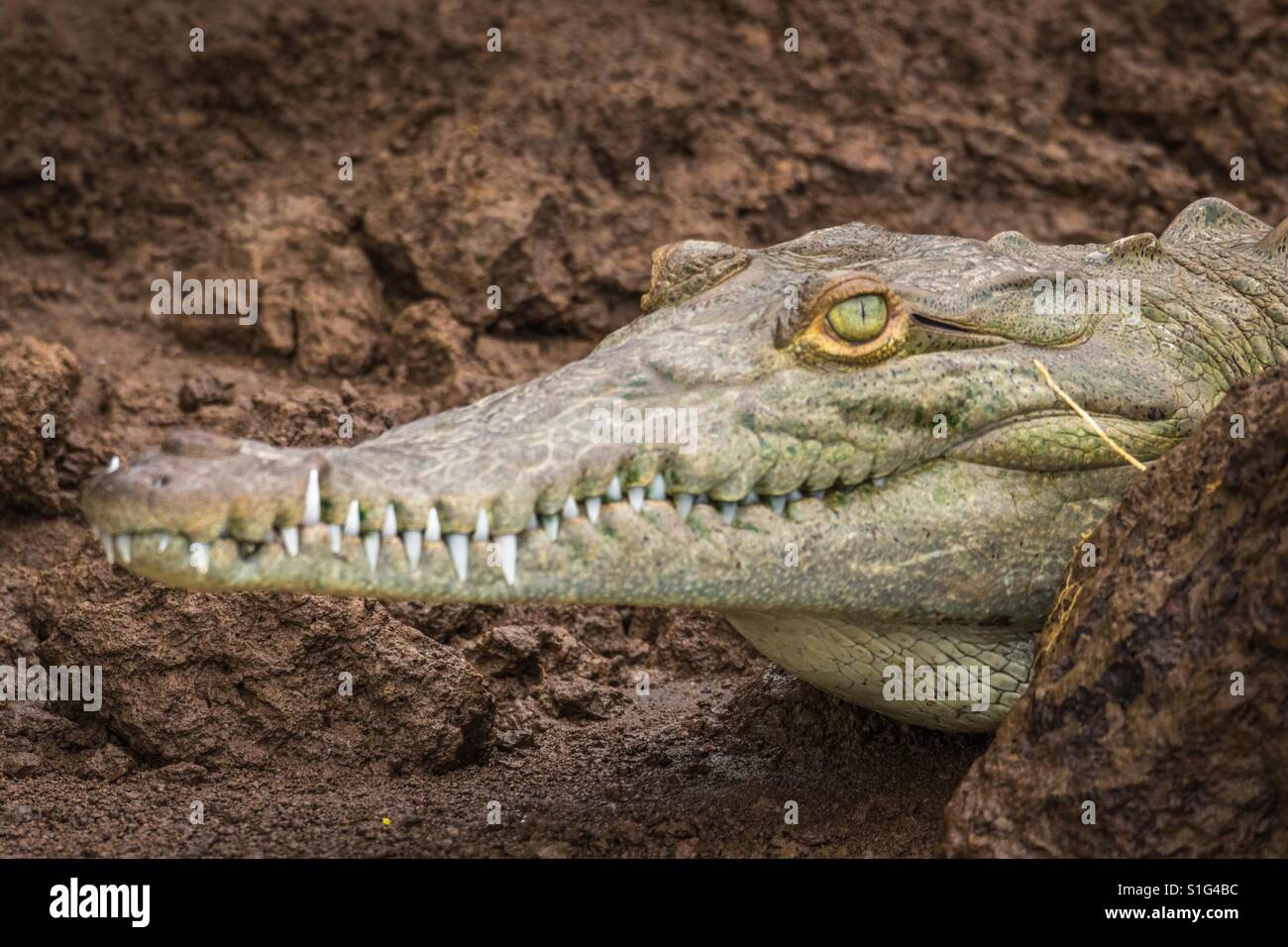 Giovani coccodrillo sulle rive del fiume Tárcoles in Costa Rica Foto Stock