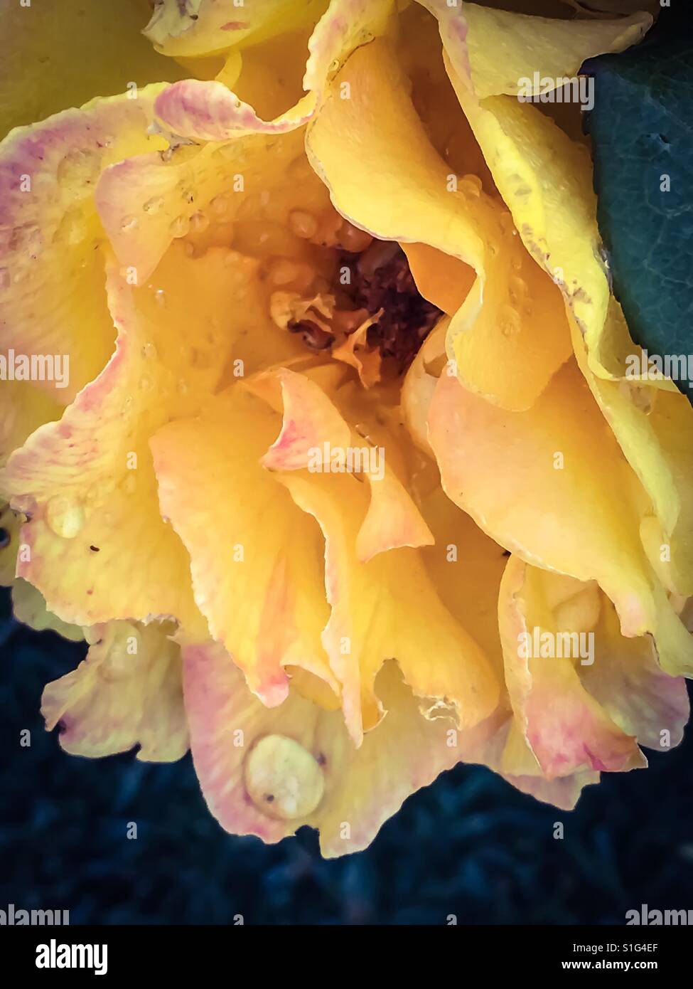Rosa gialla con caduta di pioggia Foto Stock