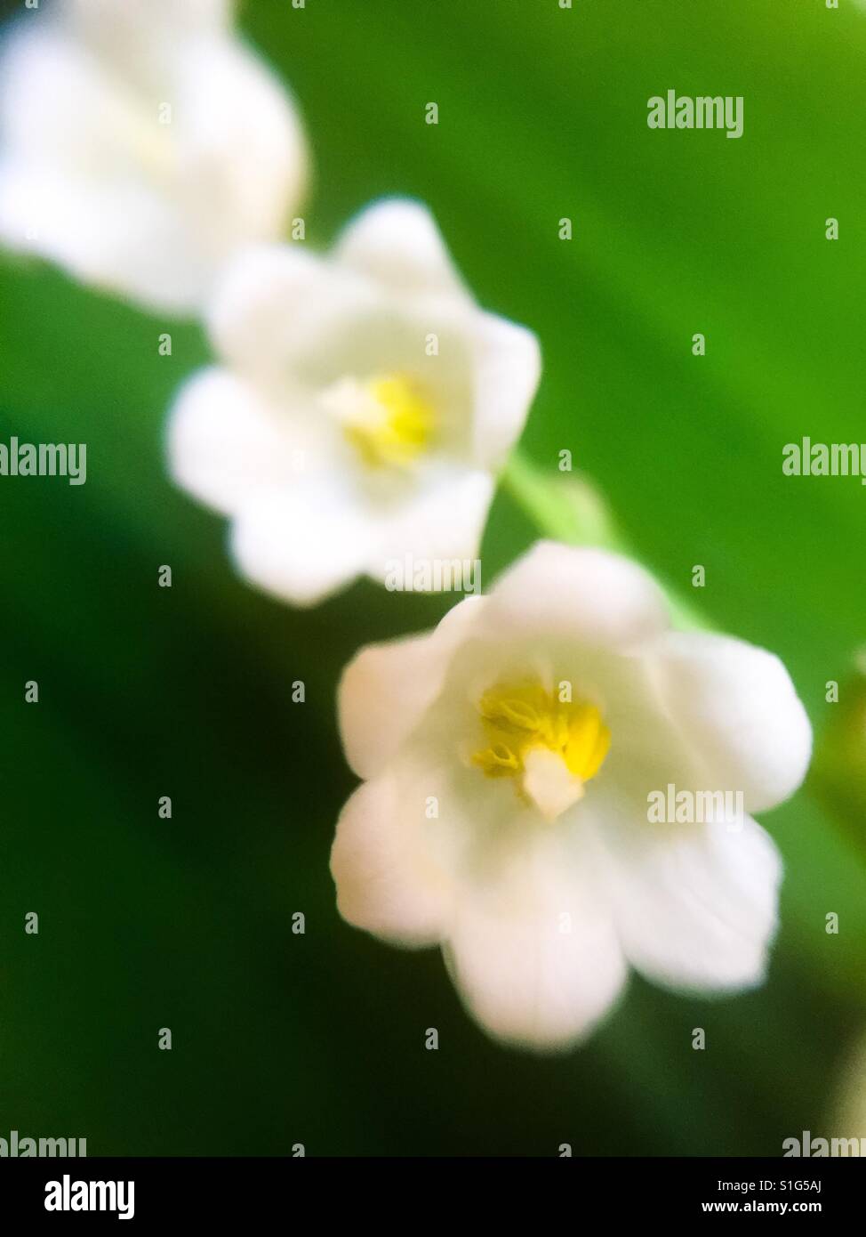 Stringa di giglio della valle - Immagine stock catturata con smartphone