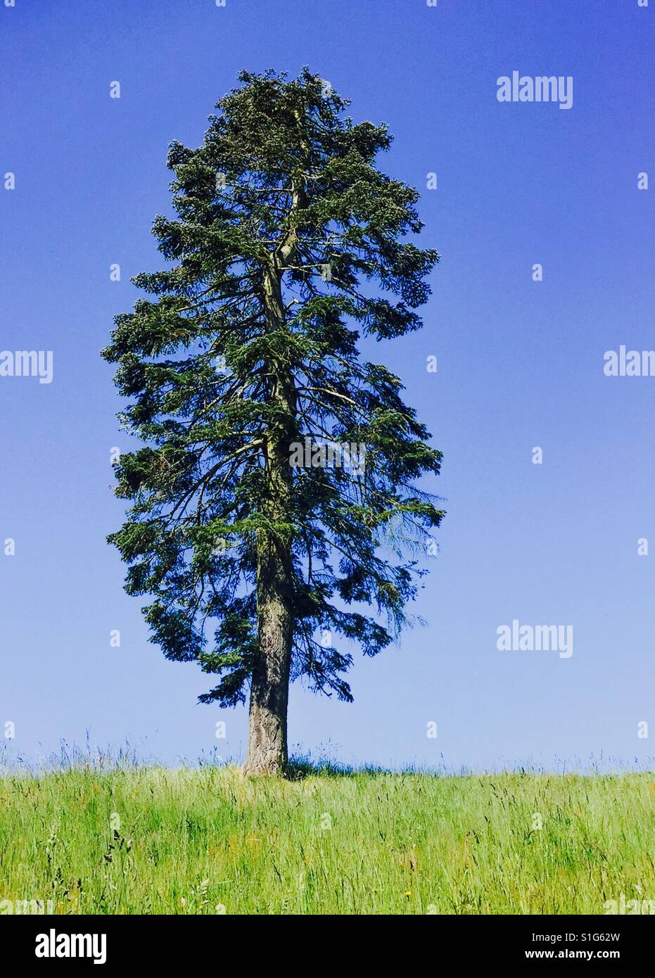 Un solitario e alquanto imperfetto albero su una verde collina erbosa con un cielo blu senza nuvole - Immagine stock catturata con smartphone