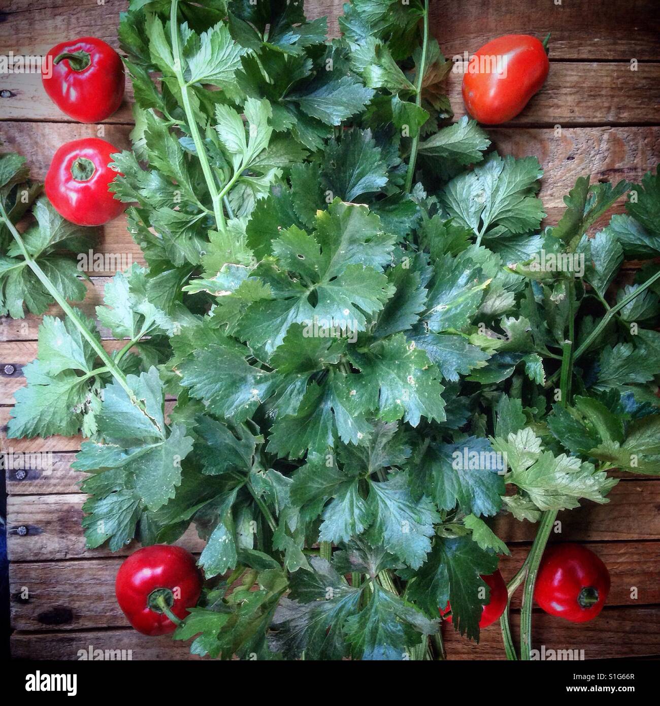 Celerey circondato da 'manzano' i peperoncini e un pomodoro, in alto a destra, coltivati e raccolti in una comunità organica giardino in Città del Messico. Foto Stock