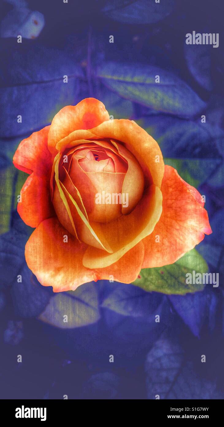 Arancione rosa su sfondo blu - Immagine stock catturata con smartphone