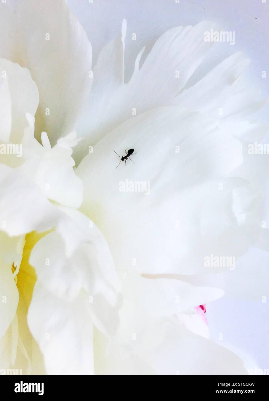 Una formica su una peonia petalo di fiore. Foto Stock