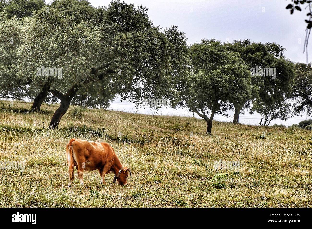 Mucca al pascolo con alcuni alberi. Alentejo, Portogallo. Foto Stock