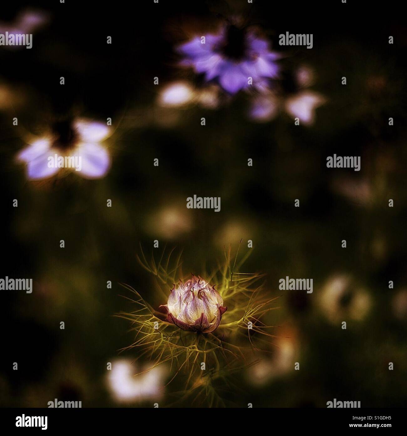 Germoglio di Fiordaliso. - Immagine stock catturata con smartphone