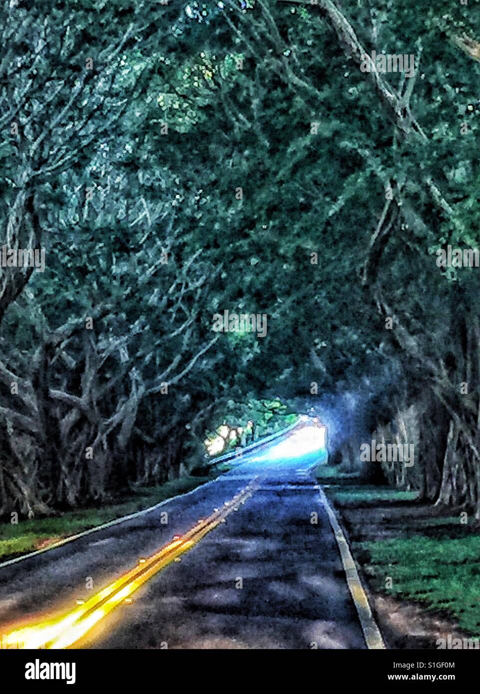 Ficus Allee sul Bridge Road andando eri da spiaggia - Hobe Sound, Florida Foto Stock