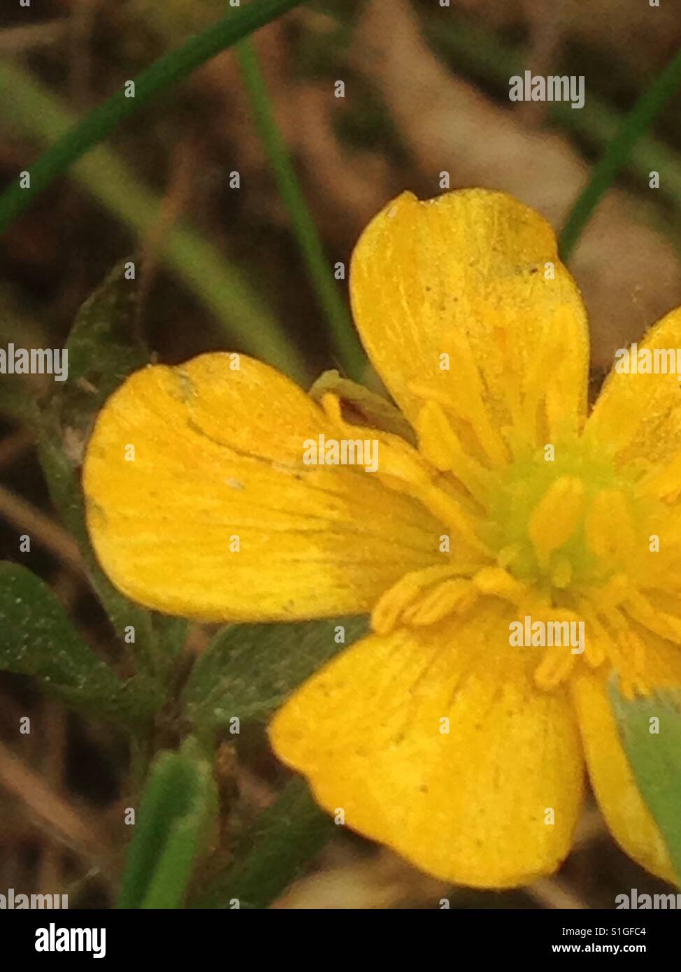 Piccolo fiore giallo Foto Stock