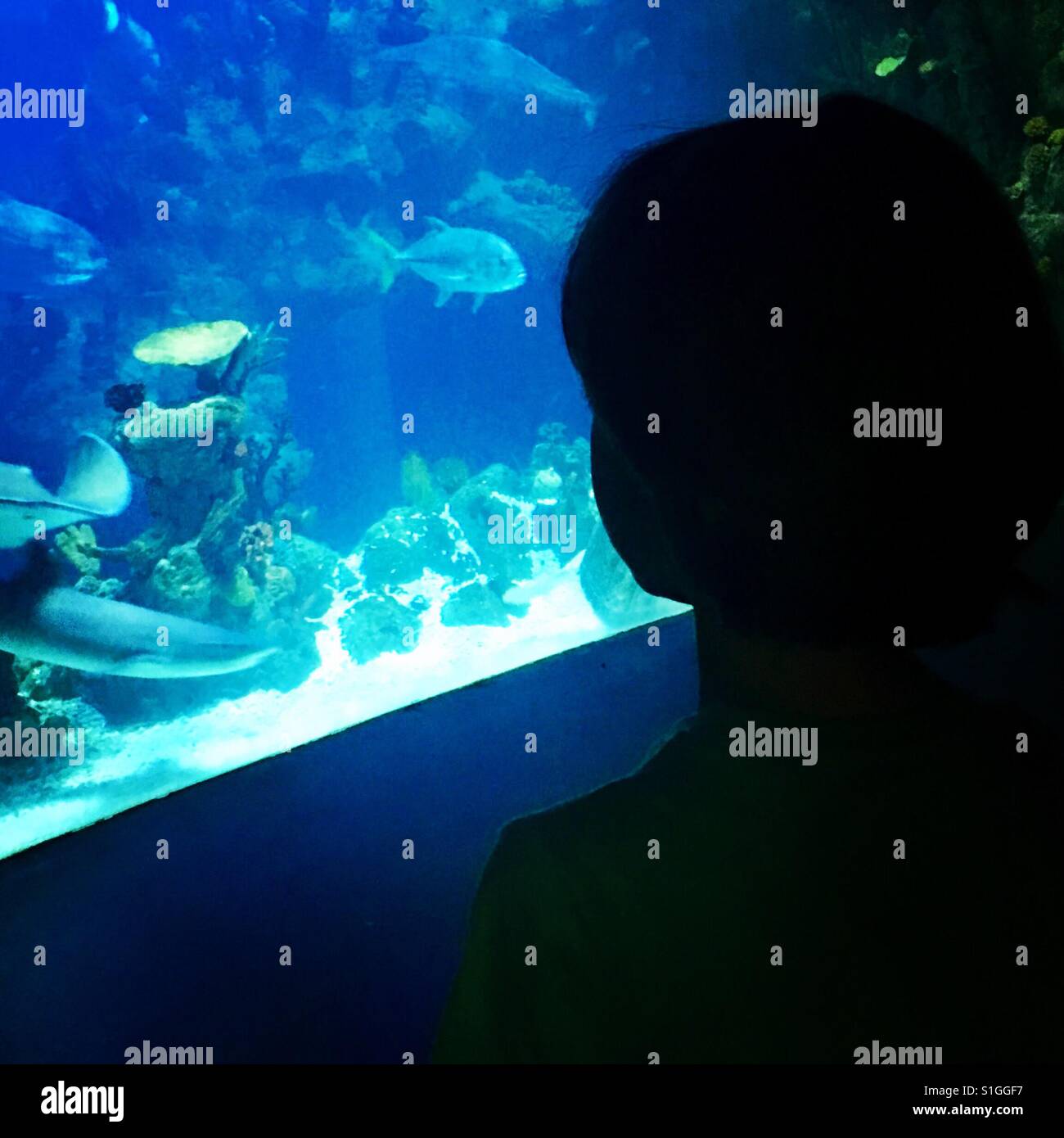 Silhouette di un giovane ragazzo in cerca di pesci tropicali in un acquario. Foto Stock