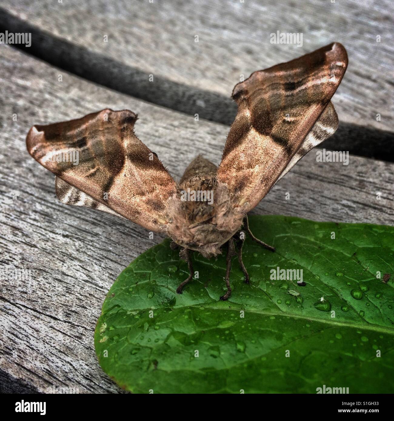 Lepidottero di Falco Foto Stock