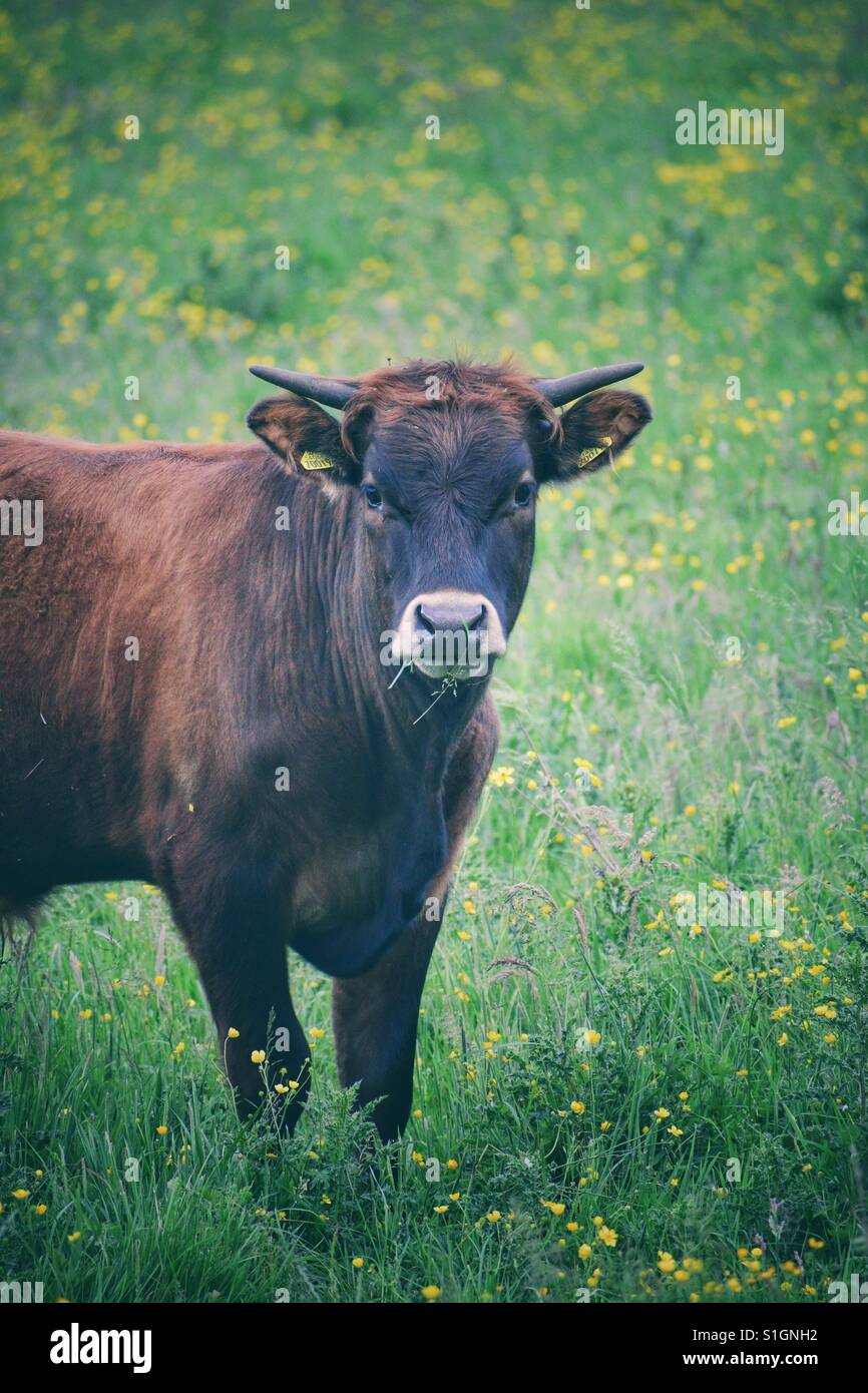 Mucca con le corna in un campo Foto Stock