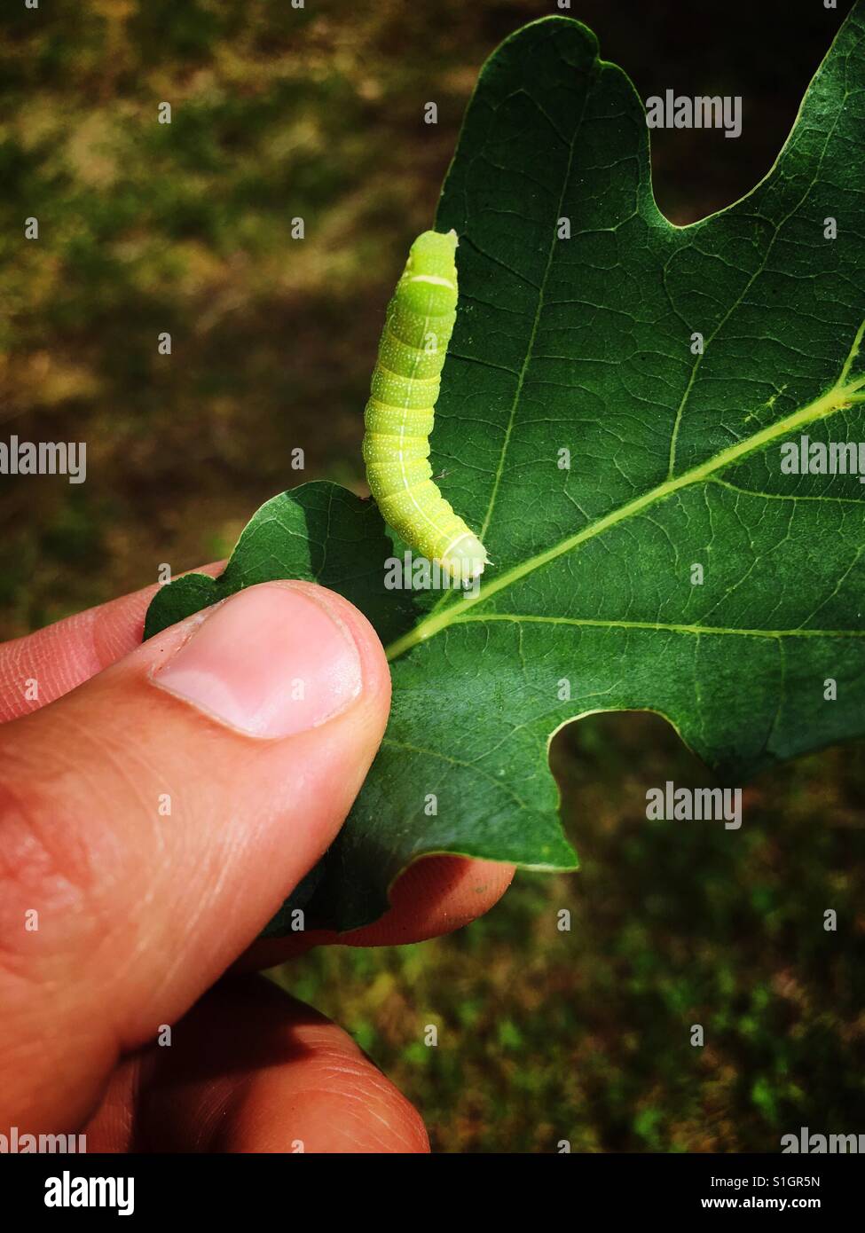 Caterpillar di Operophtera brumata su una foglia di quercia in una mano d'uomo Foto Stock