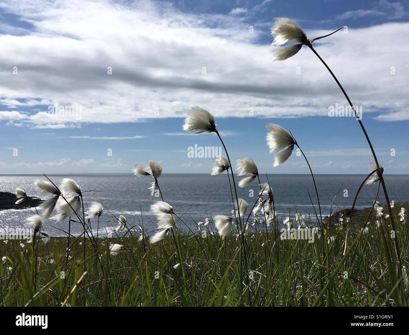 Bog il cotone al vento, sulla brughiera sull' isola di North Uist guardando fuori sull'Oceano Atlantico- OotThere Foto Stock