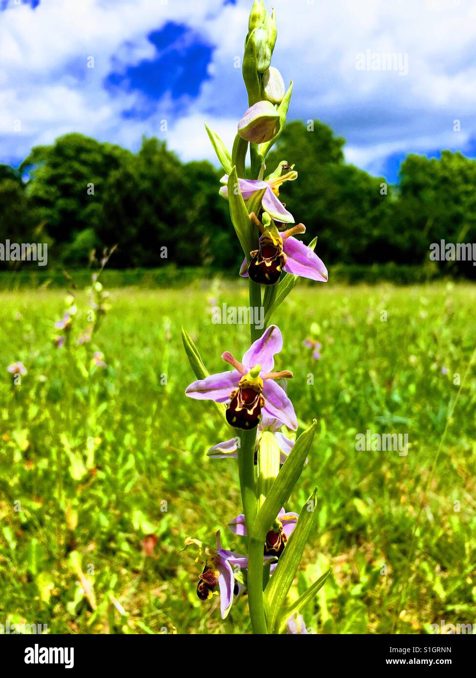 Blooming bee orchid selvaggio fiore Foto Stock
