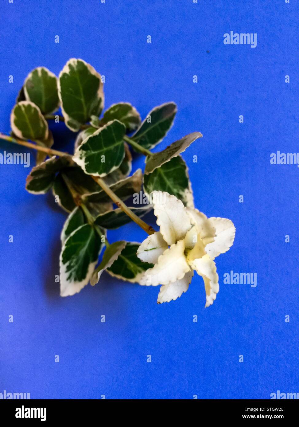 Bordo argento Euonymus e fiore - Immagine stock catturata con smartphone