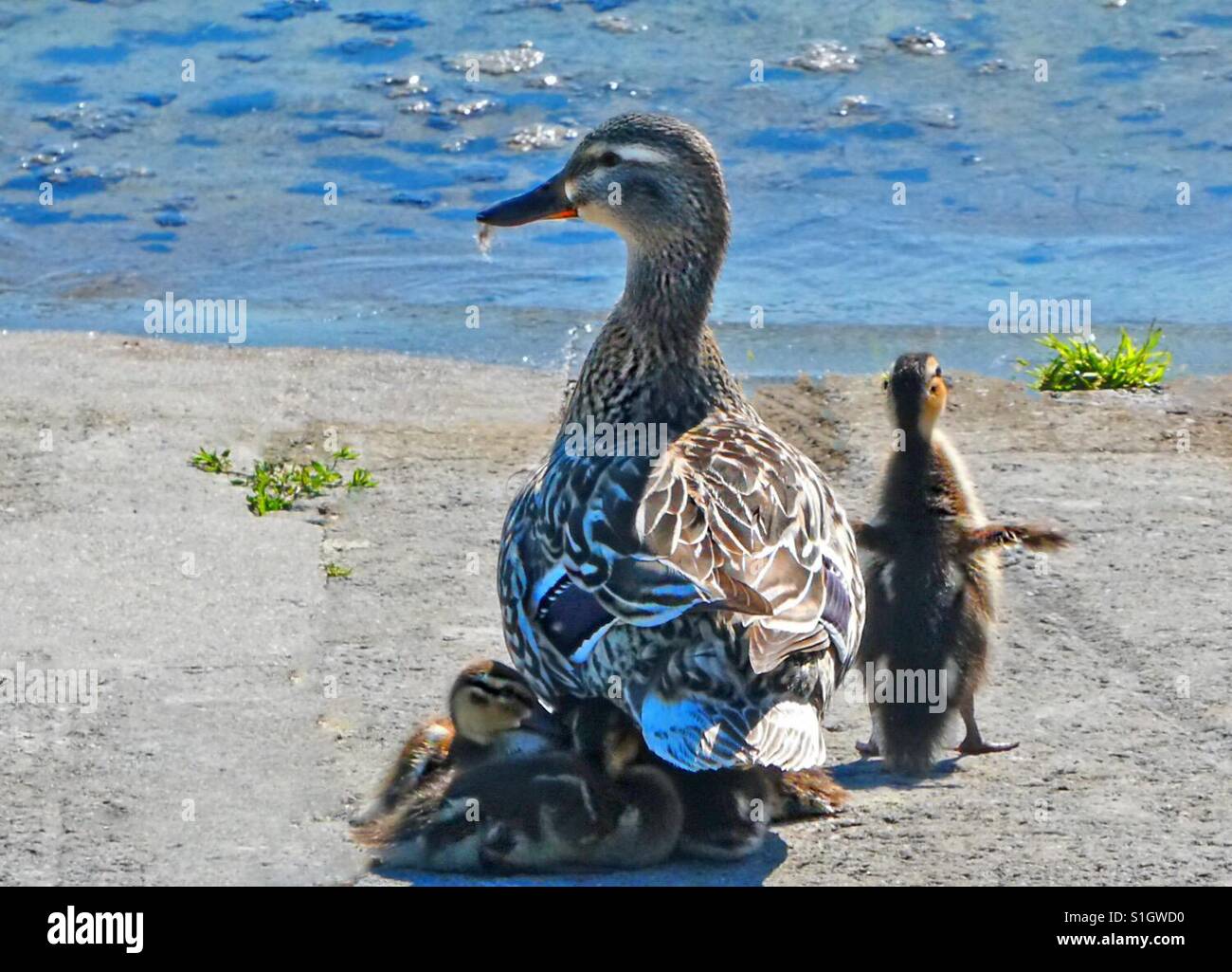 Anatra della madre! - Immagine stock catturata con smartphone