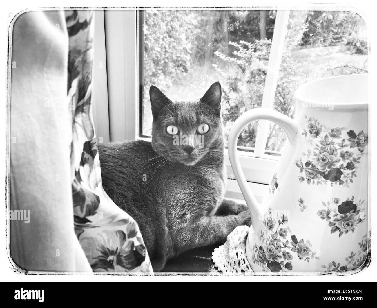 Gatto grigio dalla finestra. Foto Stock