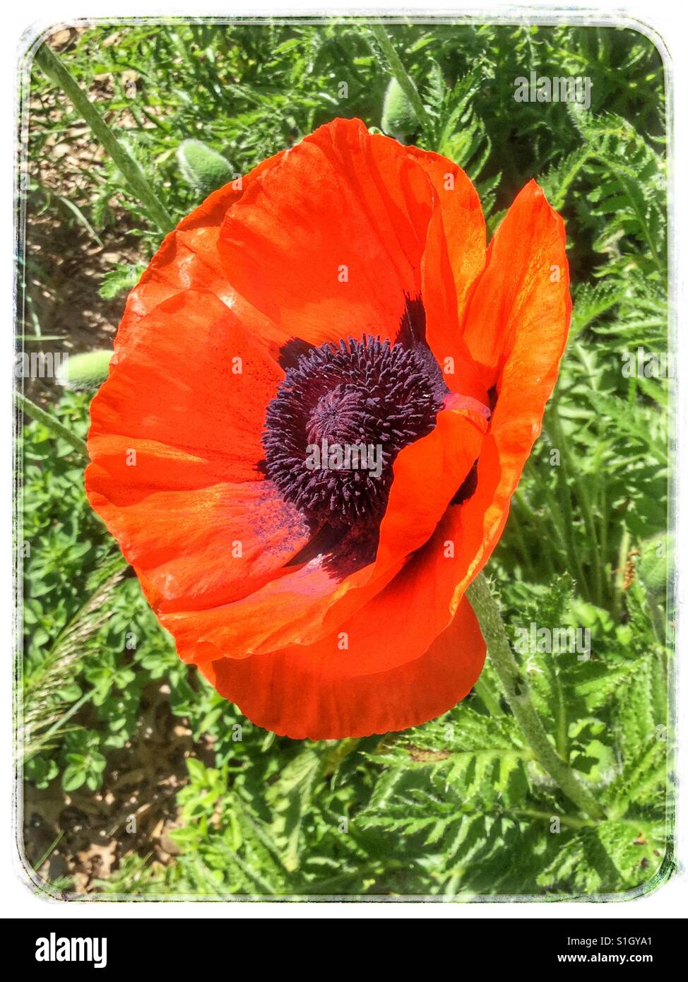 Arancio brillante unico fiore. Foto Stock