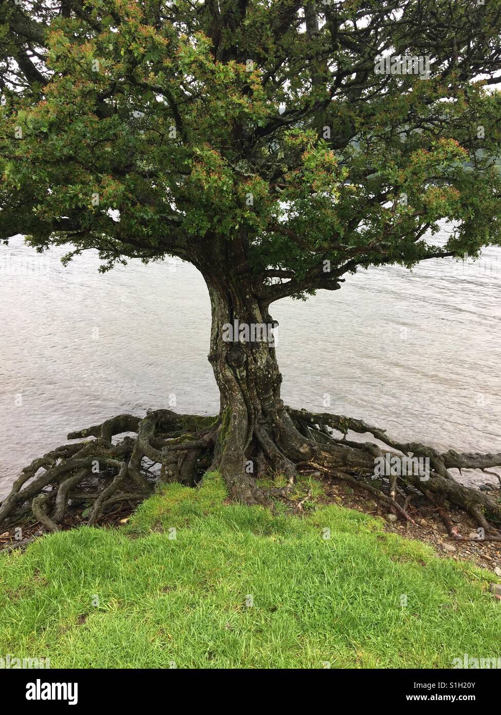 Radice e il ramo di un albero al lato di Coniston Water in Cumbria ha le sue radici esposte. Foto Stock