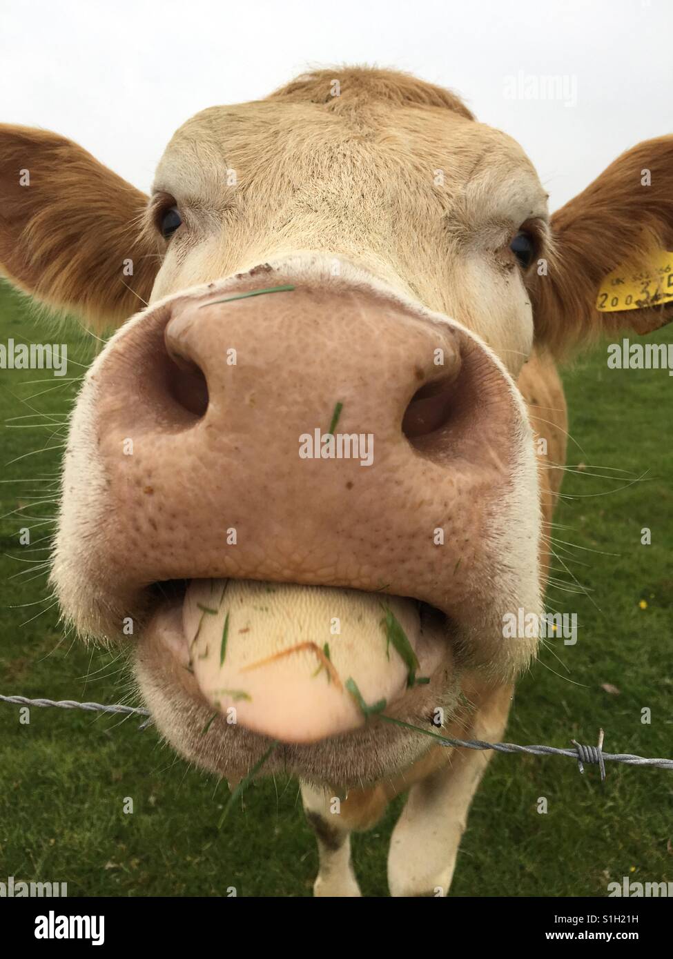 Leccata di mucca immagini e fotografie stock ad alta risoluzione - Alamy