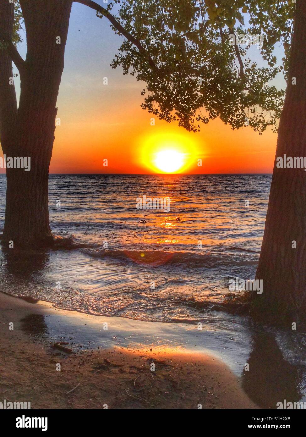 Il sole tramonta tra due alberi. Foto Stock
