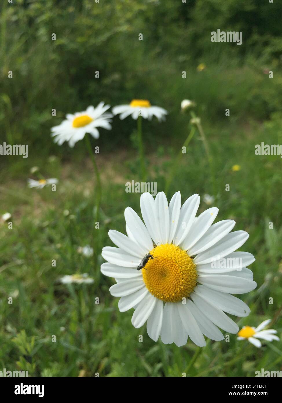 Bug su i fiori di camomilla in estate Foto Stock