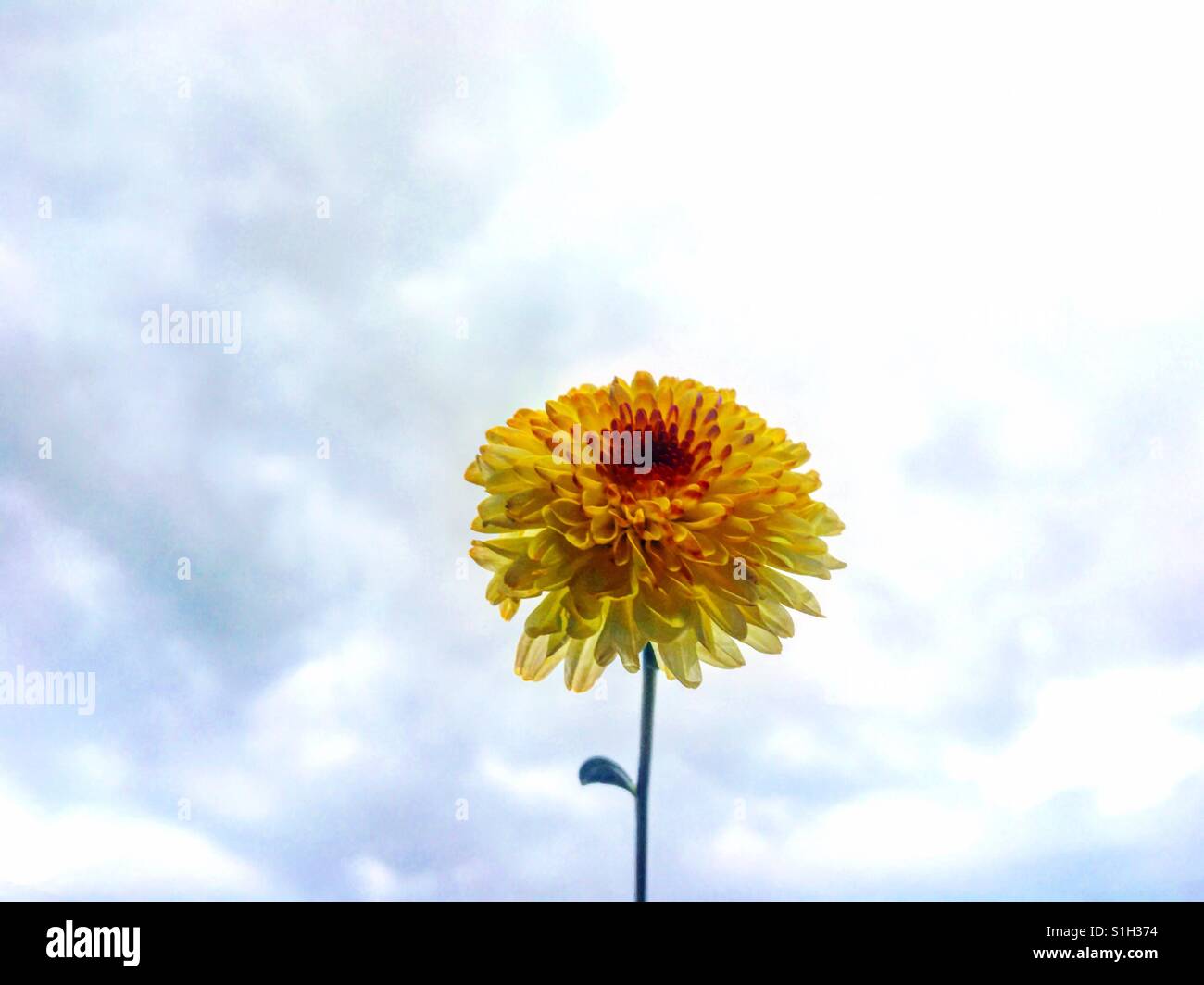 Fiore giallo nel cielo. Foto Stock