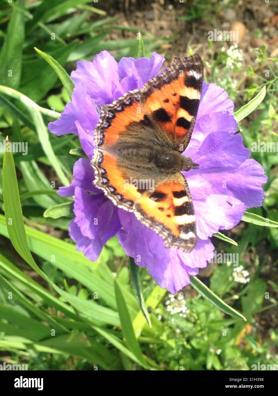 Piccola tartaruga butterfly alimentazione su un imporpori fiore. - Immagine stock catturata con smartphone