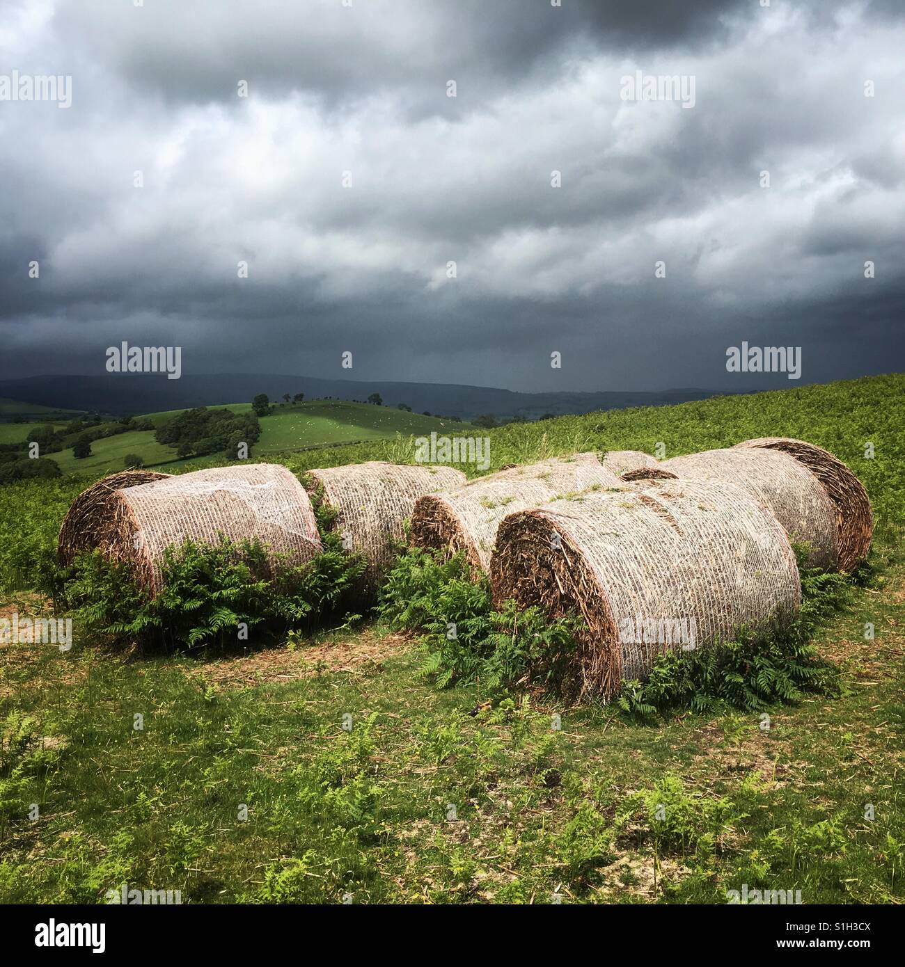Tempesta estiva nuvole sopra le balle di paglia su Hergest Ridge Powys Galles nel giugno 2017 - Immagine stock catturata con smartphone