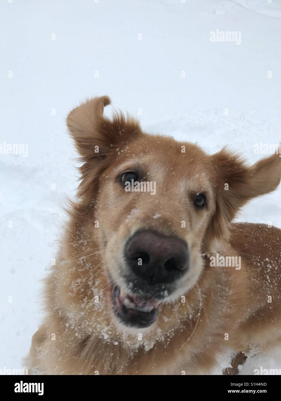 Il Golden Retriever in esecuzione nella neve Foto Stock