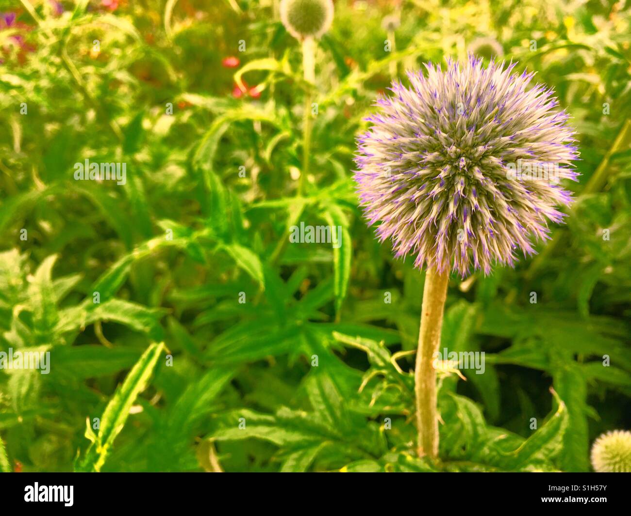 Globe flower contro verde Foto Stock