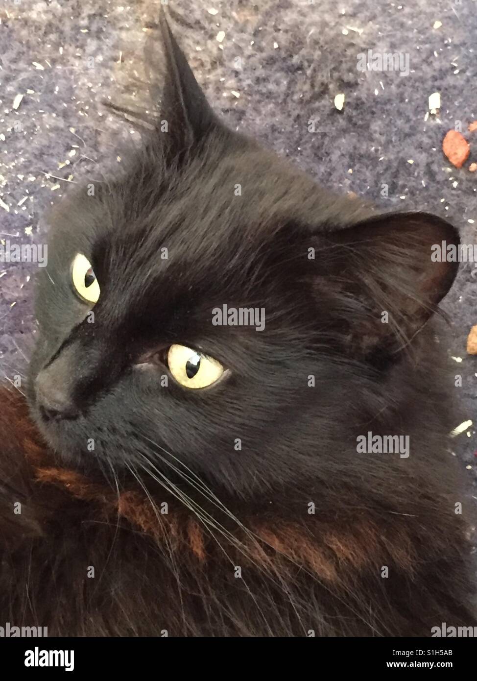 Capelli lunghi gatto nero Foto Stock