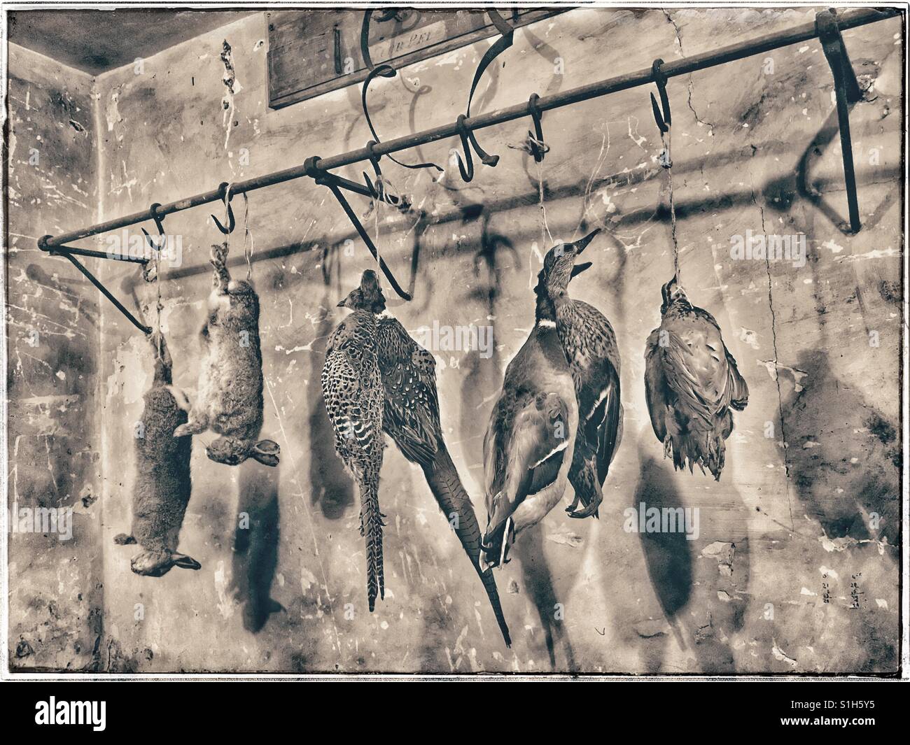 Un esempio di una casa di campagna cucina dal passato - recentemente girato anatra, fagiano, coniglio & pigeon vengono appesi. La carne matura prima di essere scuoiati/coglievano e quindi cotto. Foto © COLIN HOSKINS. Foto Stock