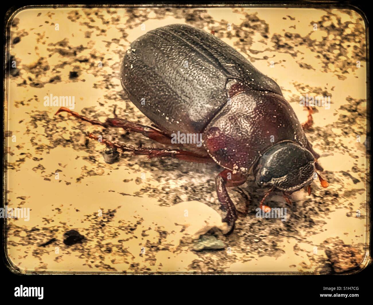 Femmina ox beetle close up, Strategus aloeus Foto Stock