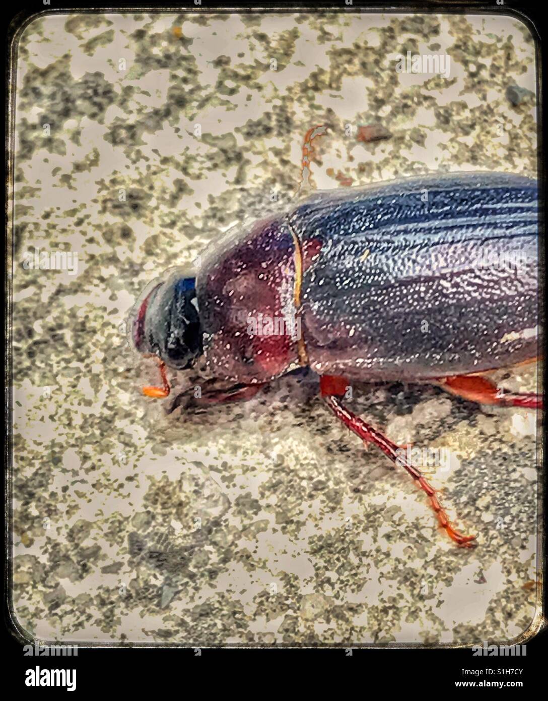 Femmina ox beetle macro, Strategus aloeus - Immagine stock catturata con smartphone