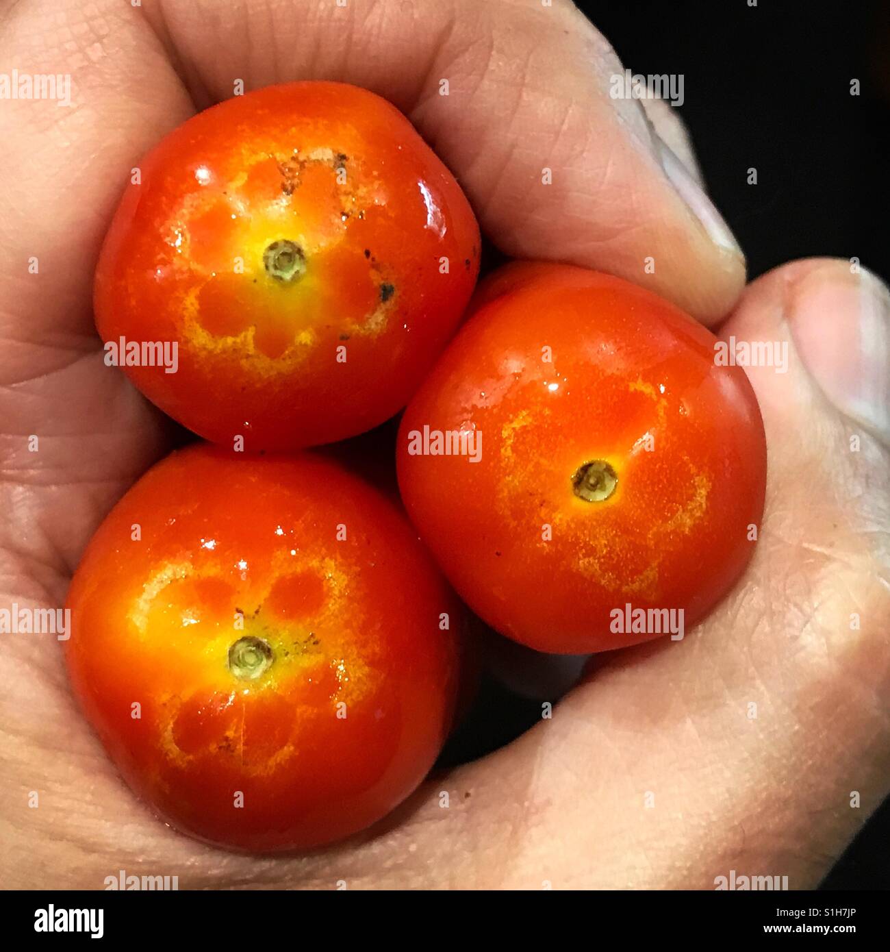 Un uomo tiene naturale organico non-OGM pomodori coltivati senza pesticidi con forme a fiore in Città del Messico, Messico Foto Stock