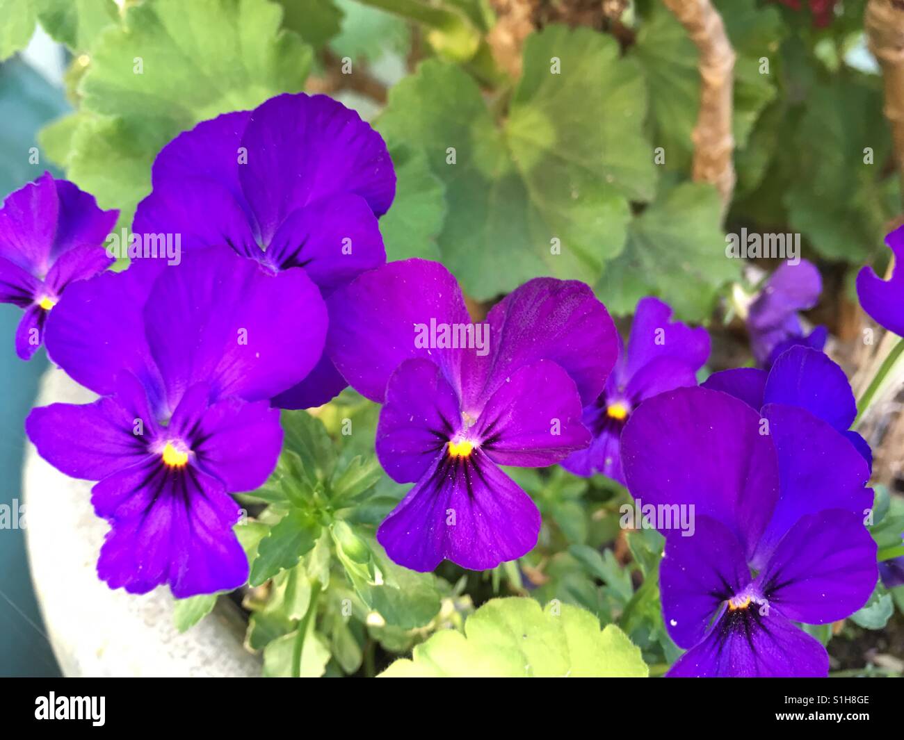 Violetto brillante pansy fiori - Immagine stock catturata con smartphone