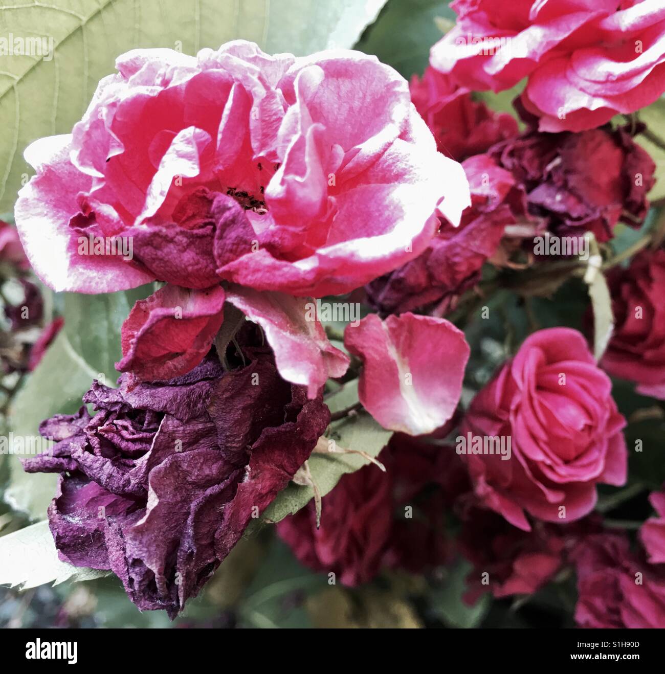 Rose e rose a secco - Immagine stock catturata con smartphone