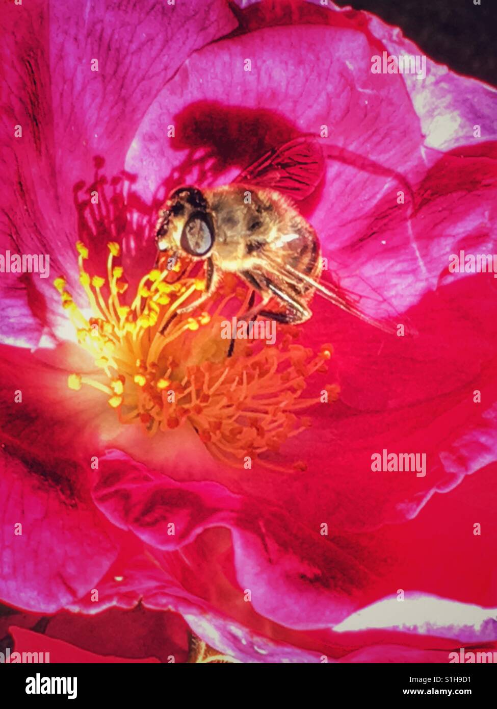 Bee raccogliere il polline di una rosa rosa - Immagine stock catturata con smartphone
