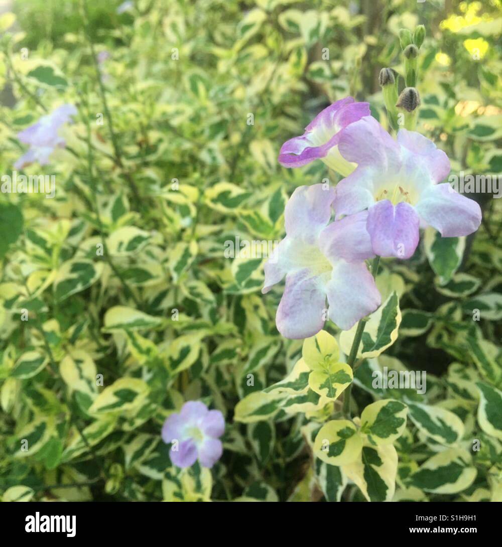 La fotografia da giardino, fiori Foto Stock