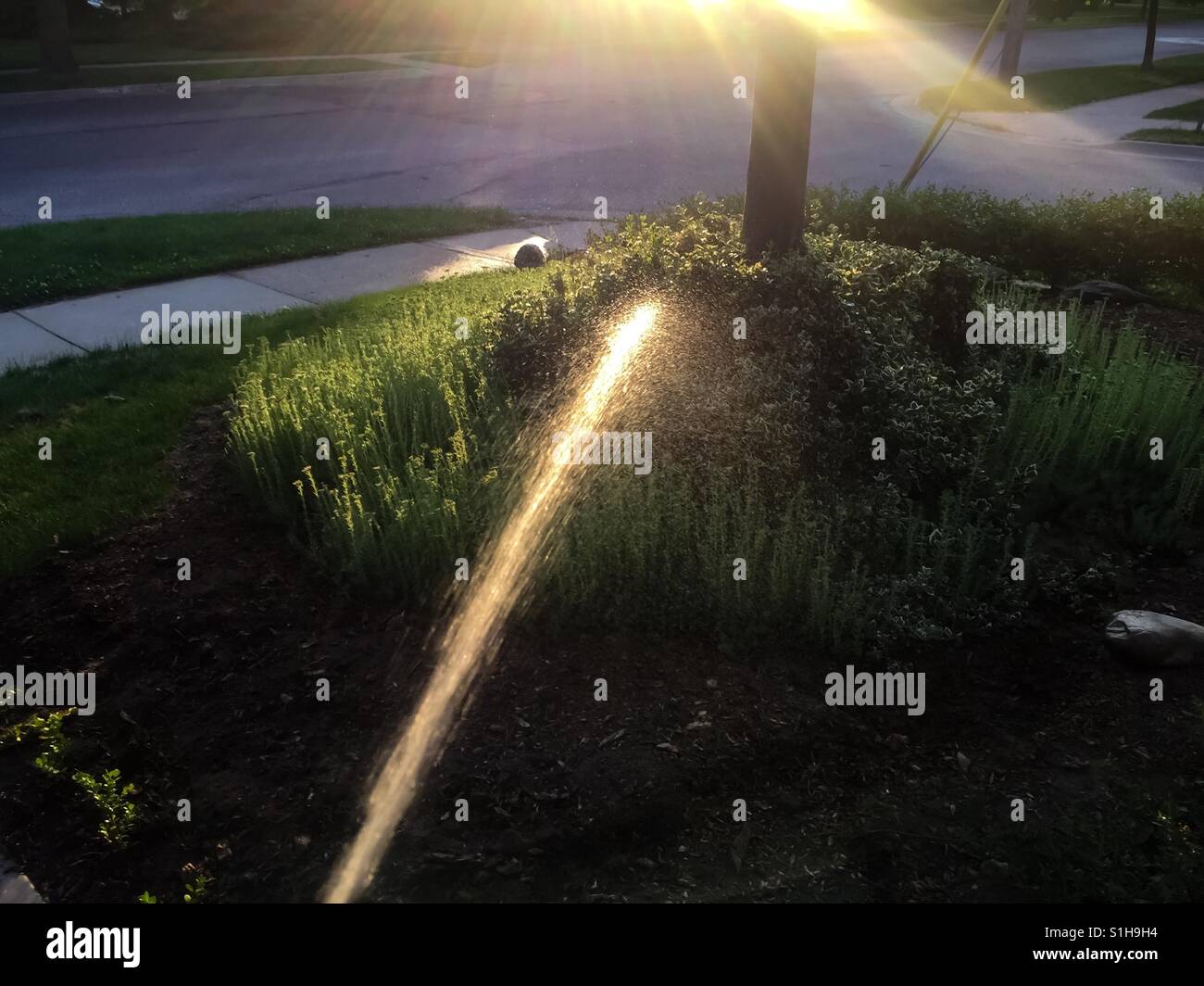 Il giardinaggio, tarda serata estiva Foto Stock