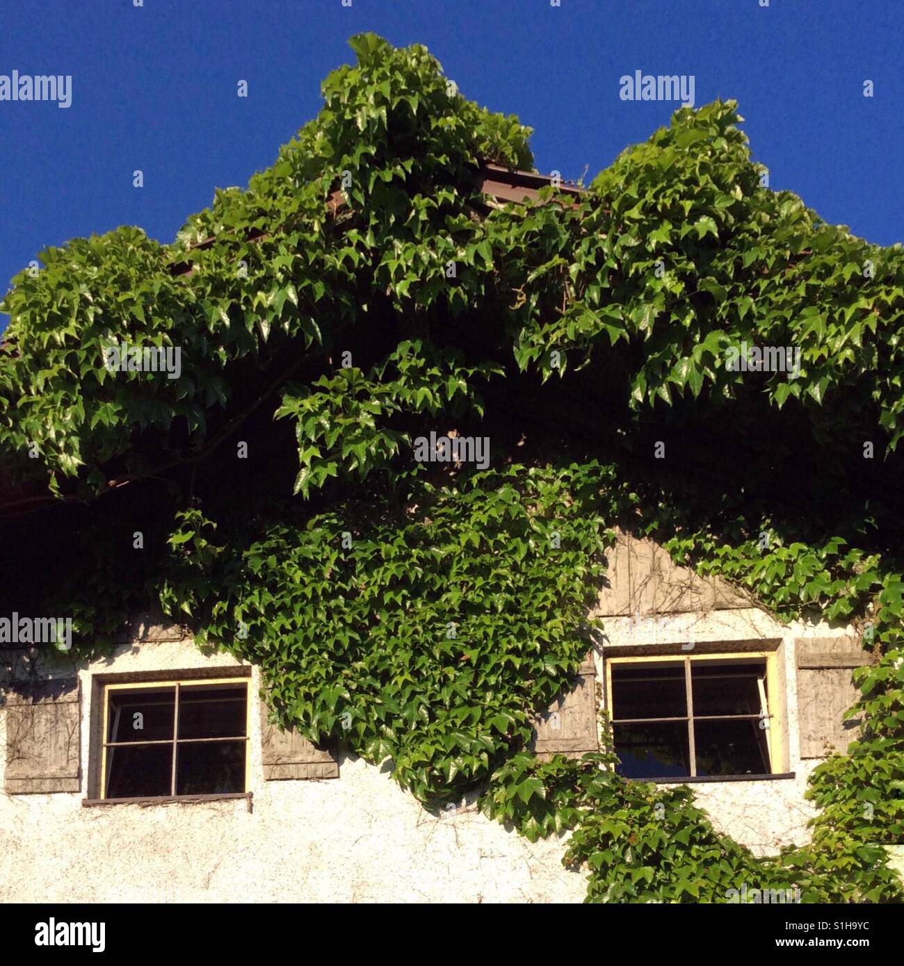 Inverdimento di facciata di edificio con vino selvatico cresce la parete Foto Stock